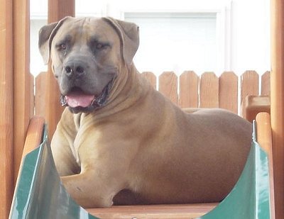 The South African Boerboel was raised to fight 